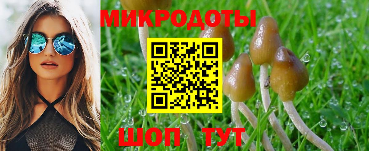 Псилоцибиновые грибы Cubensis Астрахань